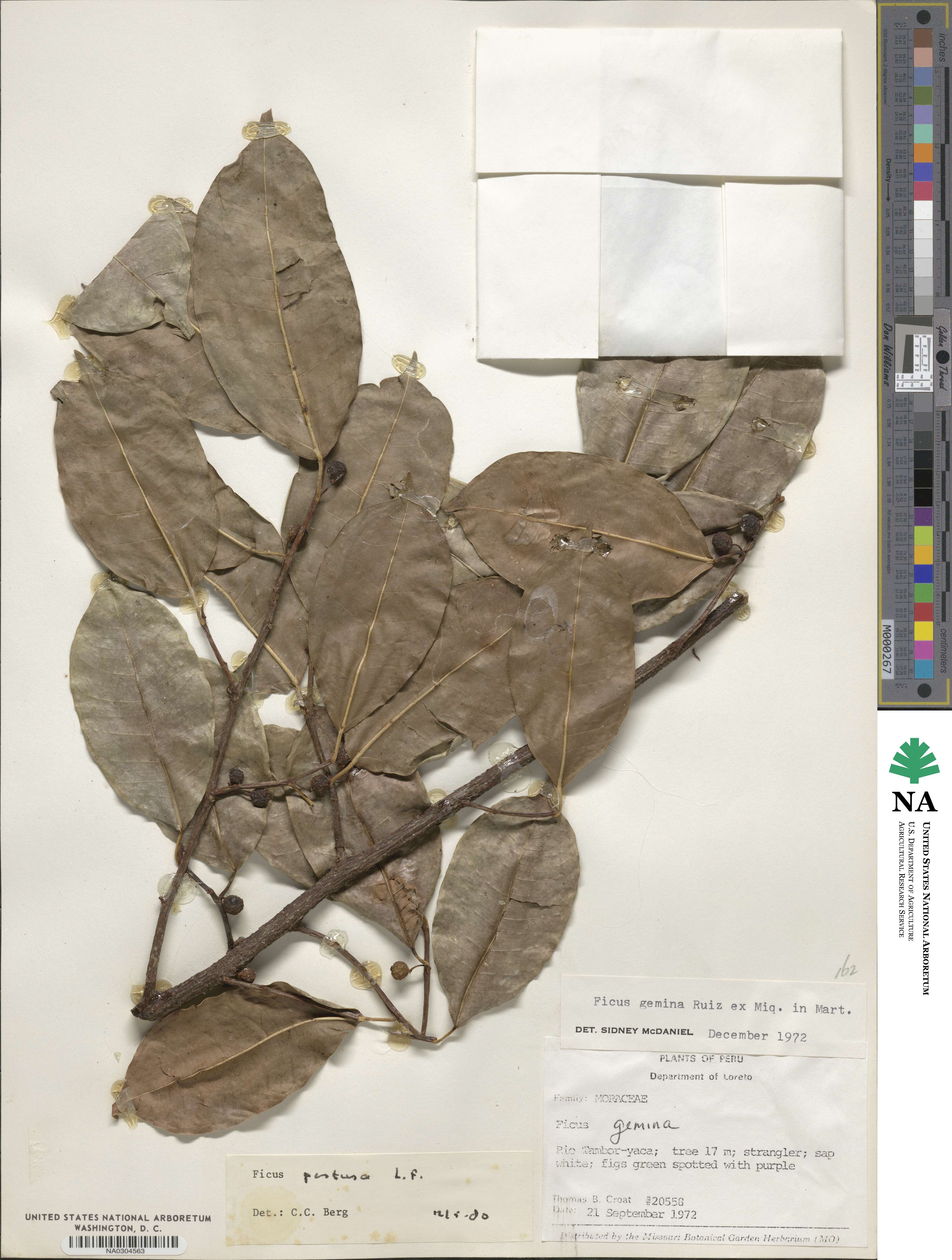 Ficus pertusa image