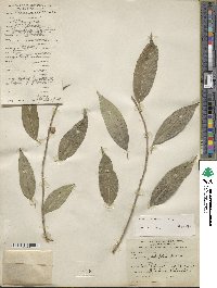 Ficus pertusa image