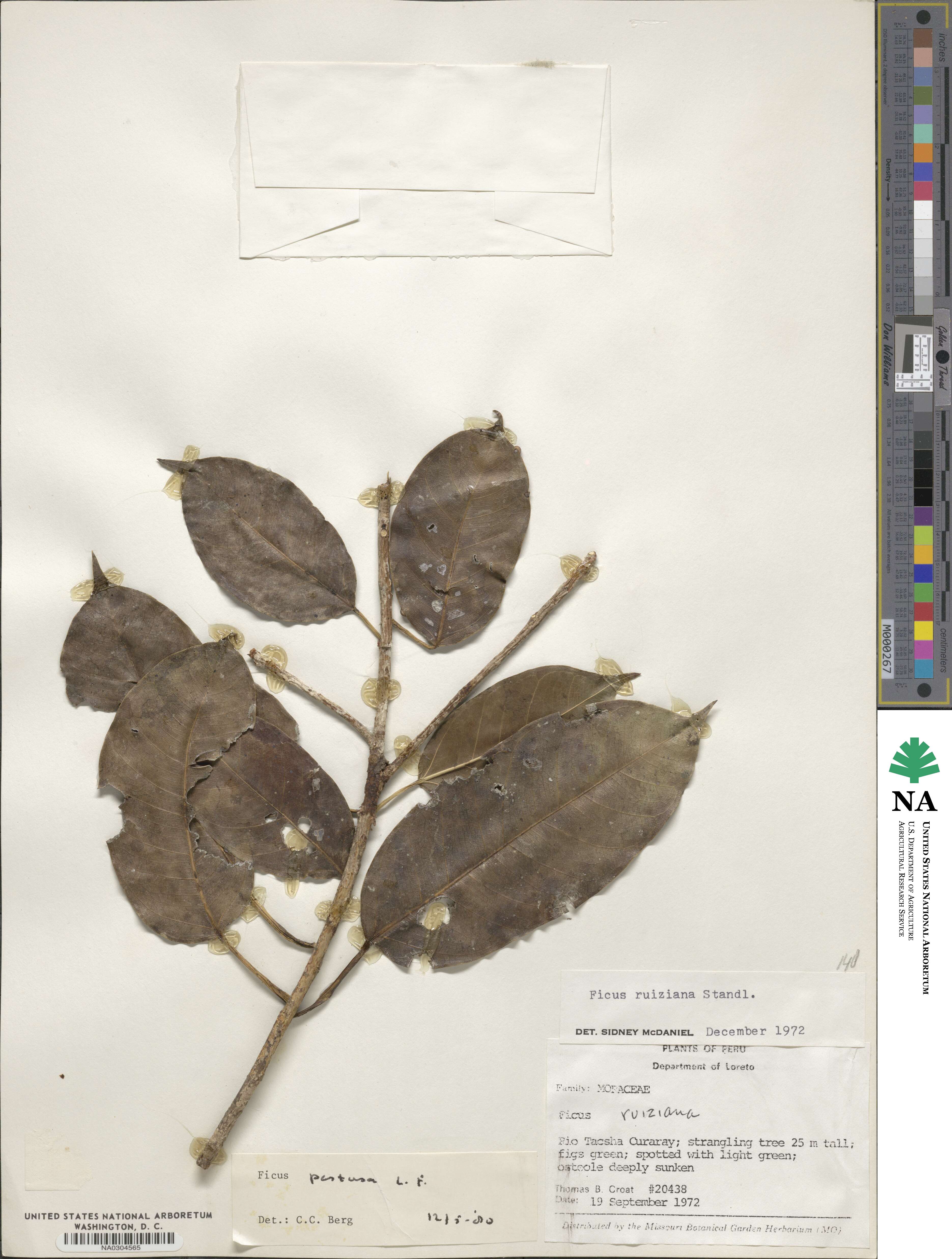 Ficus pertusa image