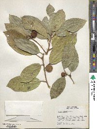 Ficus radula image