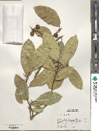 Ficus radula image