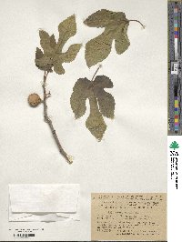 Ficus carica image