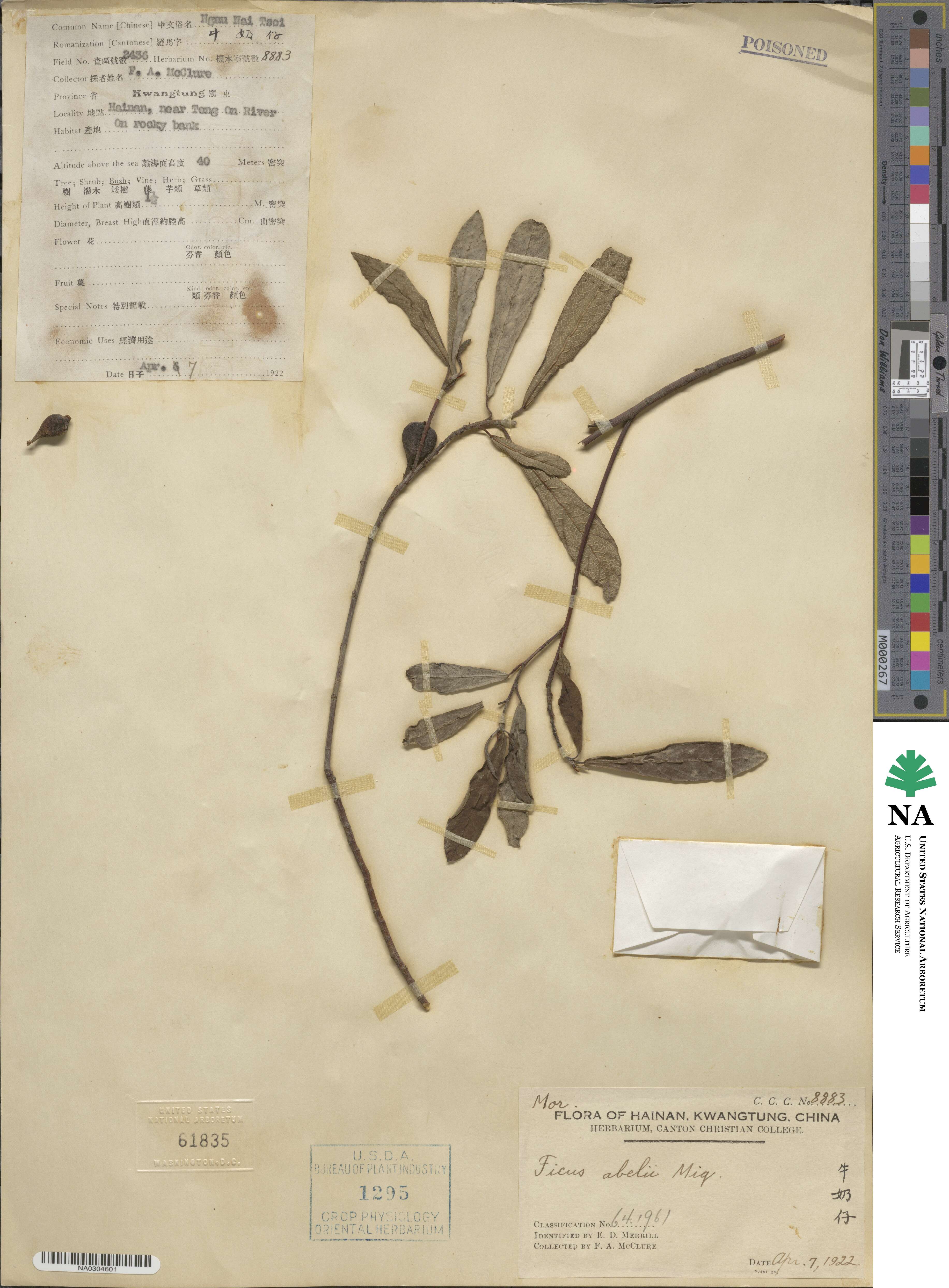 Ficus abelii image