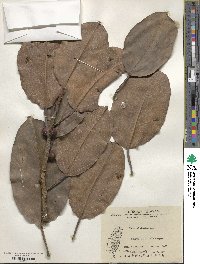 Ficus altissima image