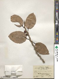 Ficus altissima image