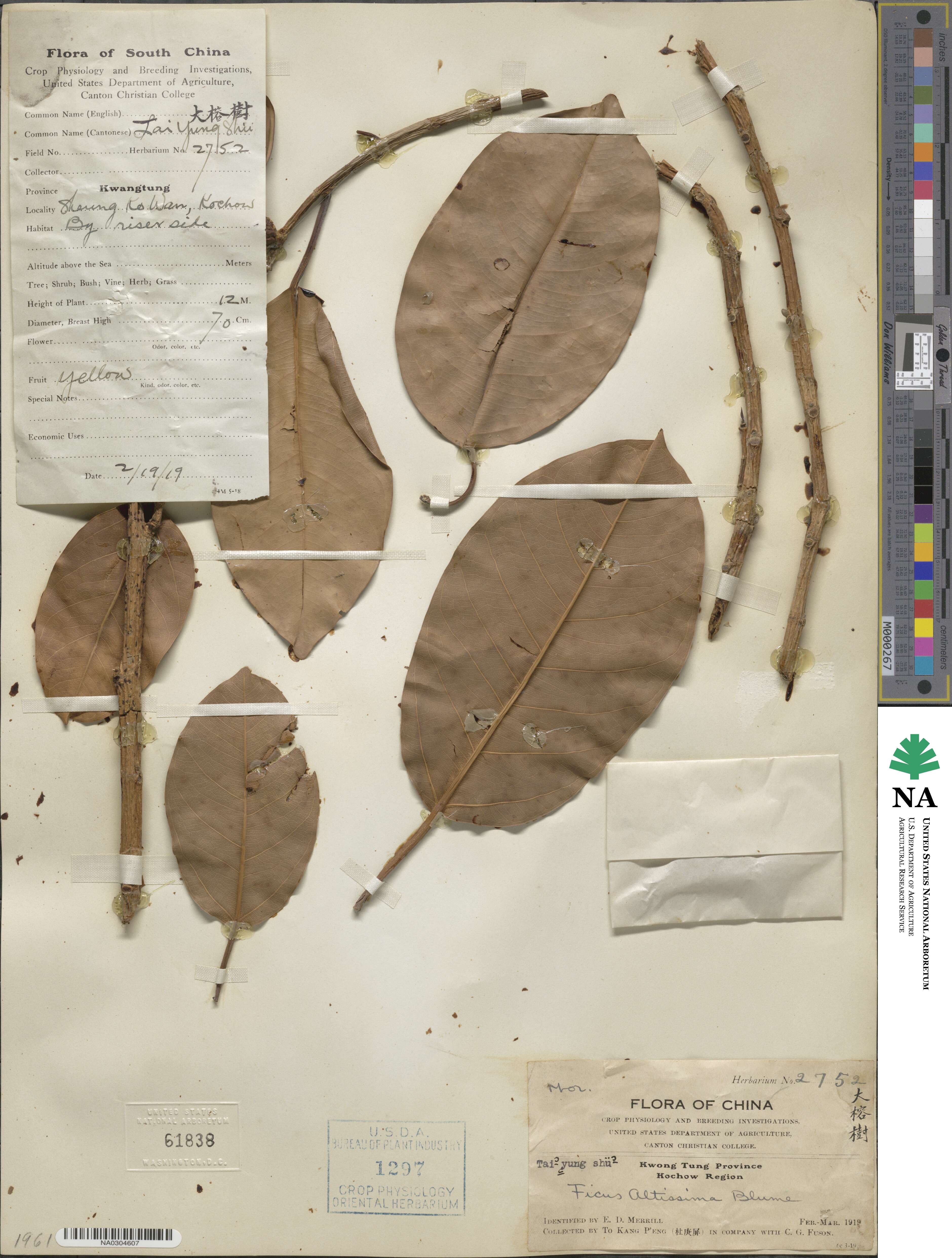 Ficus altissima image