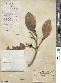 Ficus altissima image