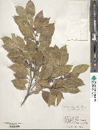 Ficus ampelas image