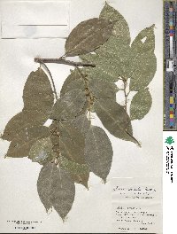 Ficus ampelas image