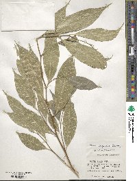 Ficus ampelas image