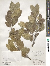 Ficus ampelas image