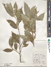 Ficus ampelas image