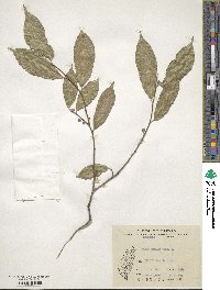 Ficus ampelas image