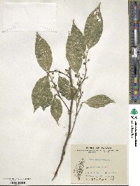 Ficus ampelas image