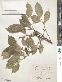 Ficus ampelas image