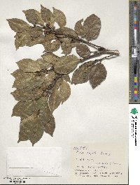 Ficus ampelas image