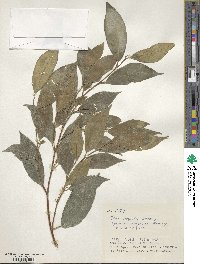 Ficus ampelas image