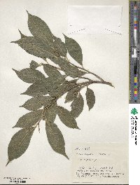 Ficus ampelas image