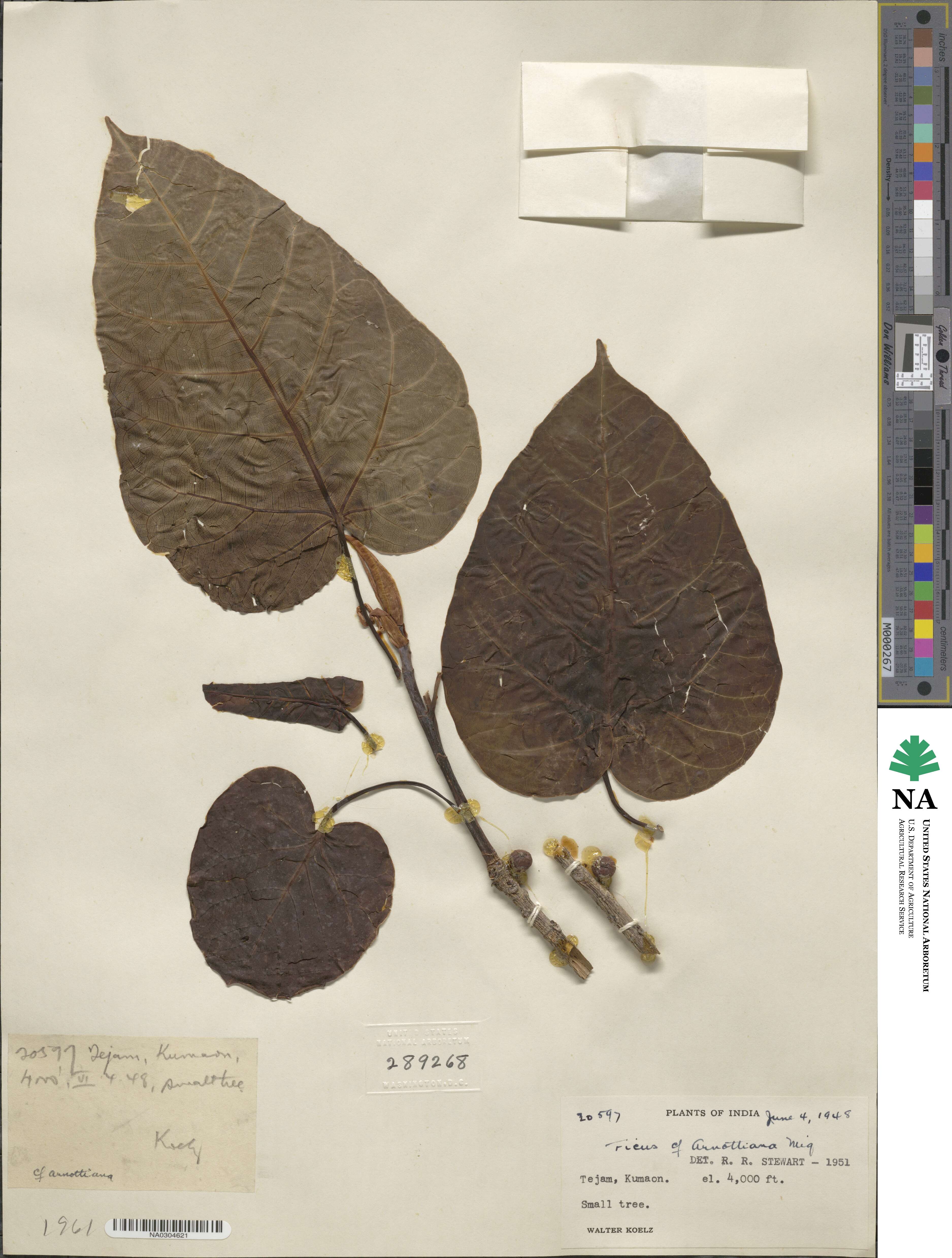 Ficus arnottiana image