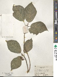 Ficus erecta var. beecheyana image