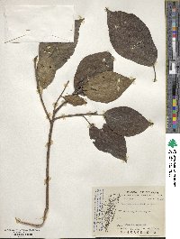 Ficus erecta var. beecheyana image