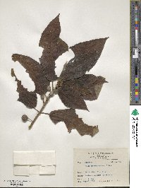 Ficus erecta var. beecheyana image