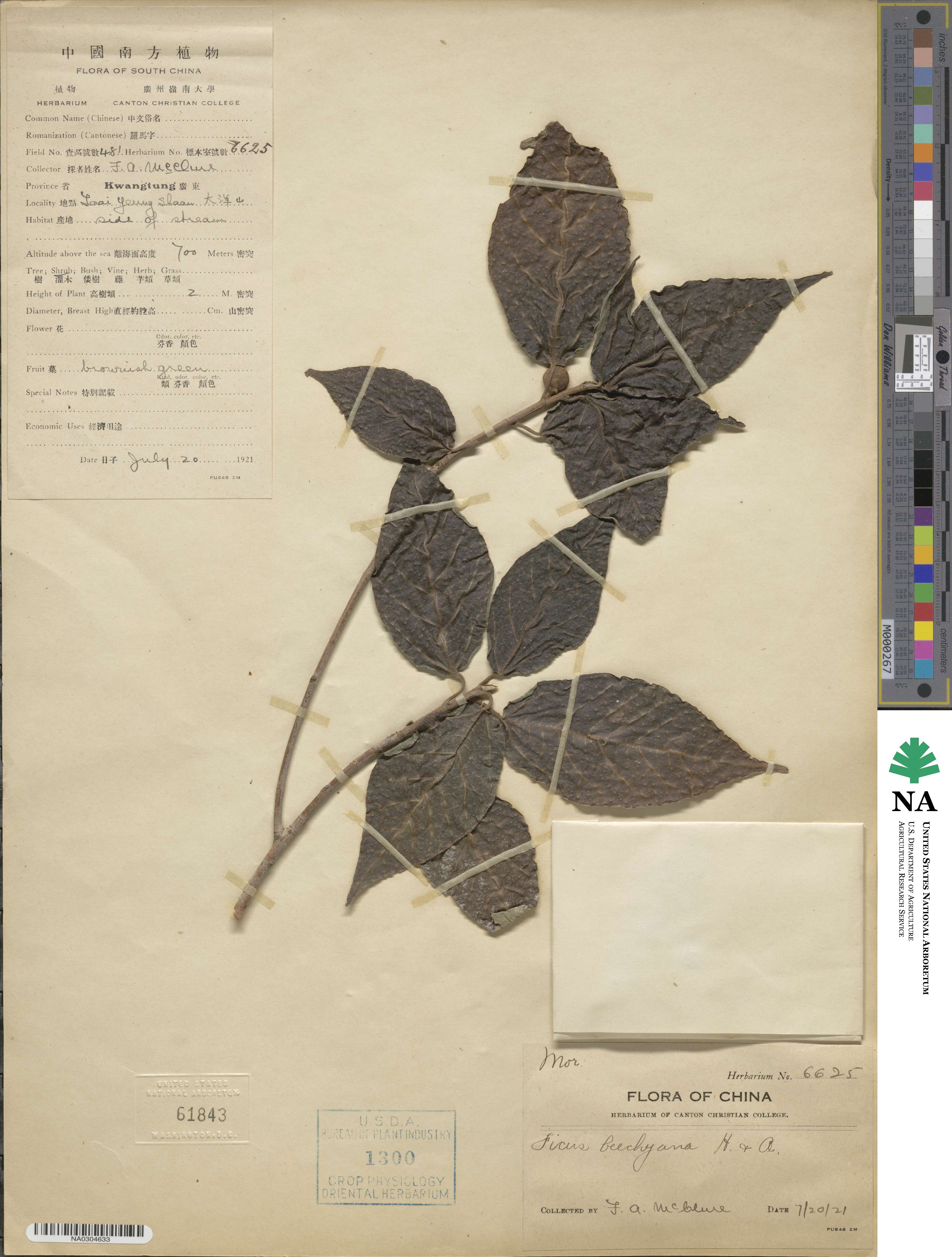 Ficus erecta var. beecheyana image