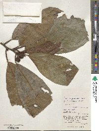 Ficus benghalensis image