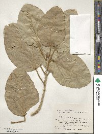 Ficus benghalensis image