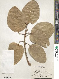 Ficus benghalensis image