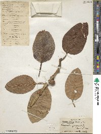 Ficus benghalensis image