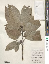 Ficus benguetensis image