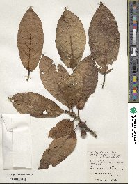 Ficus benguetensis image