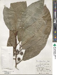 Ficus benguetensis image