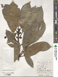 Ficus benguetensis image