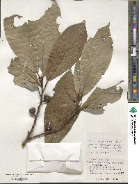 Ficus benguetensis image