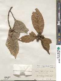 Ficus benguetensis image