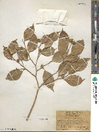 Ficus benjamina image