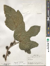 Ficus carica image