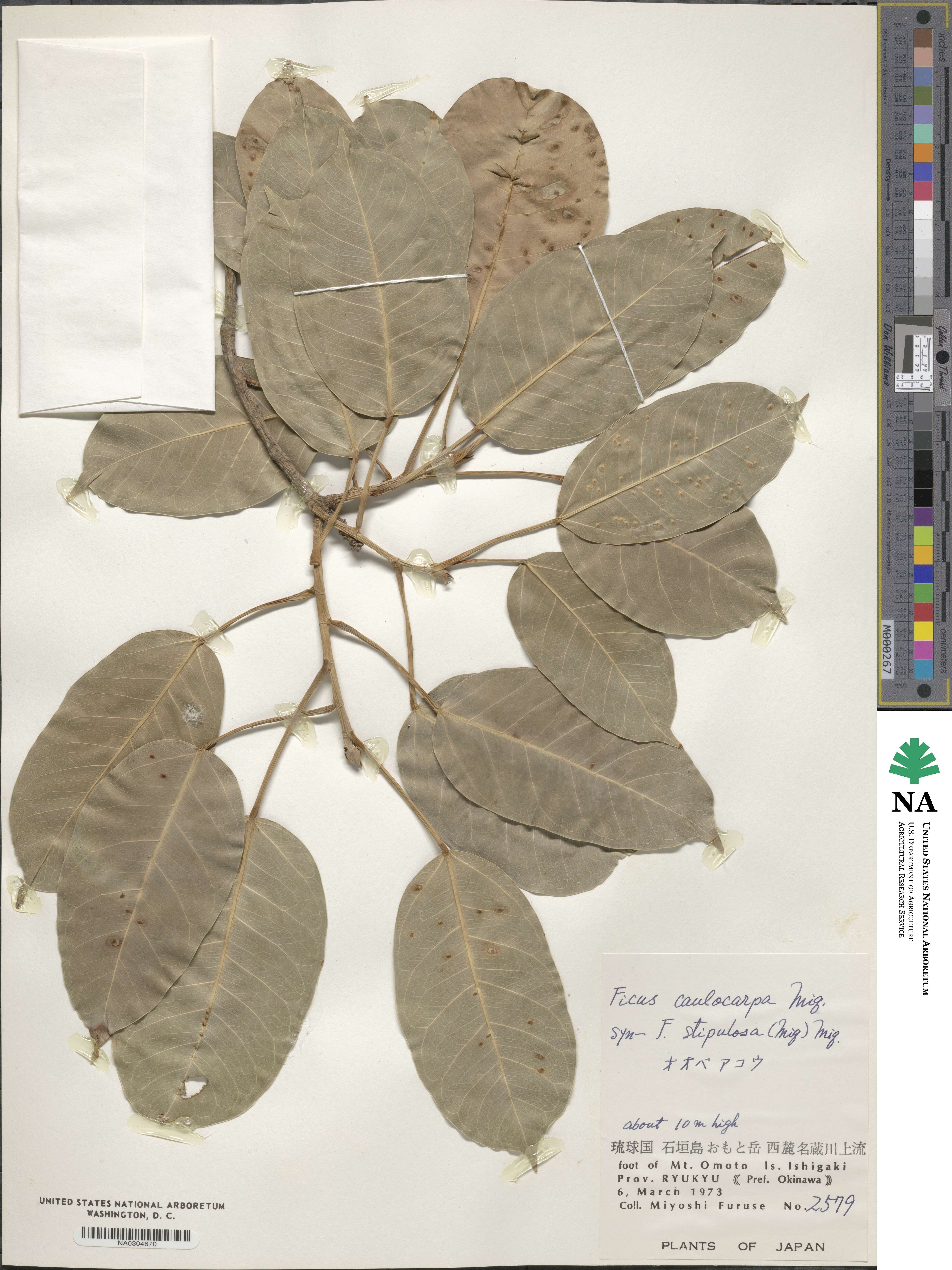 Ficus caulocarpa image