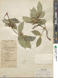 Ficus subincisa image