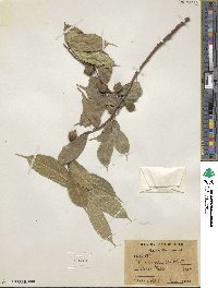 Ficus subincisa image