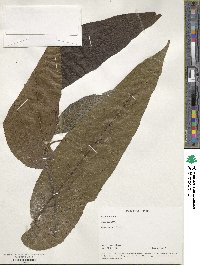 Ficus semicordata image