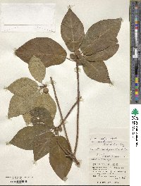 Ficus erecta var. beecheyana image