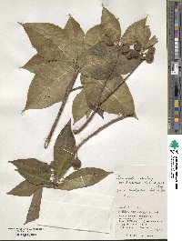 Ficus erecta var. beecheyana image