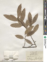 Ficus sarmentosa var. nipponica image