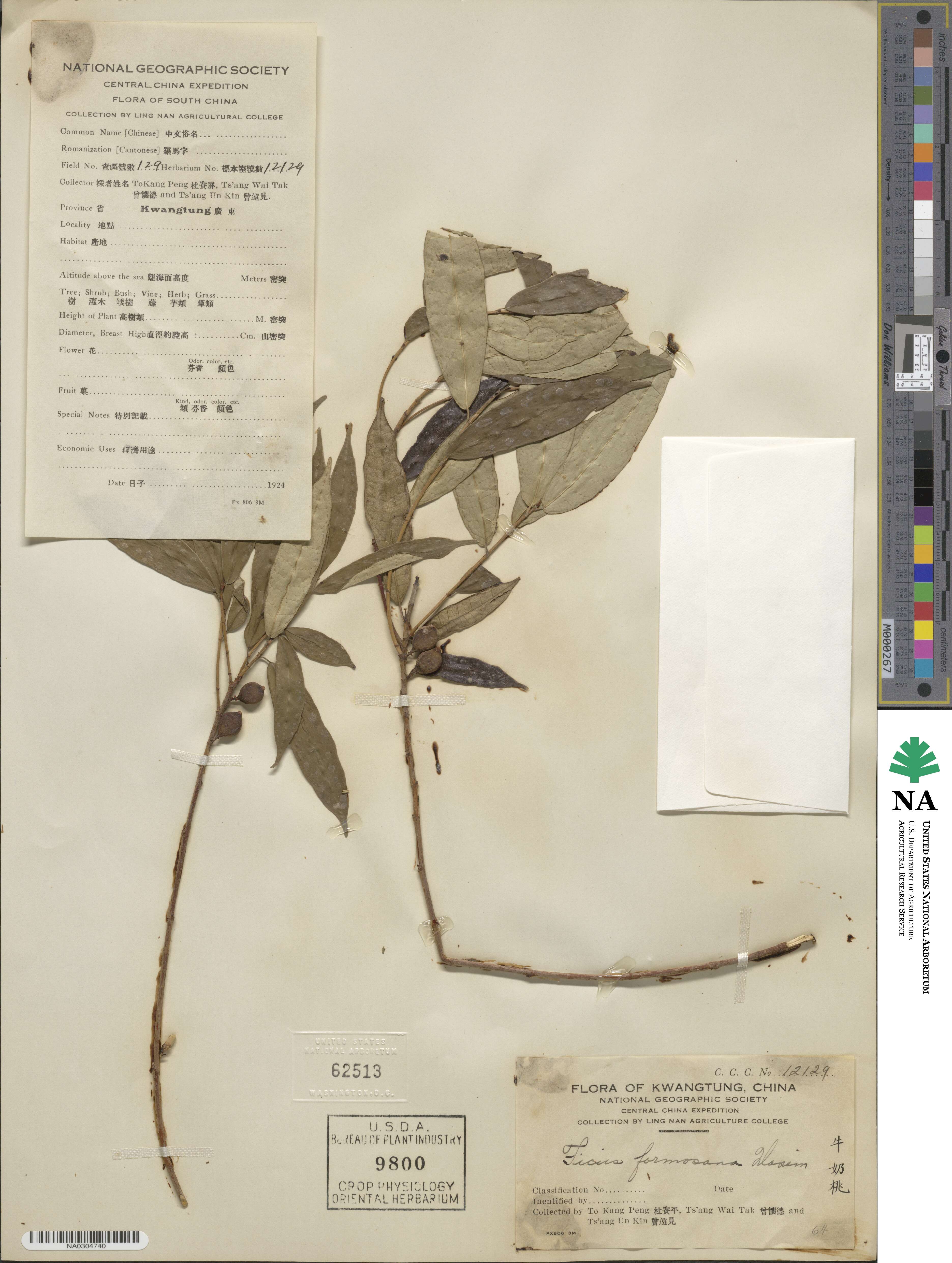 Ficus formosana image
