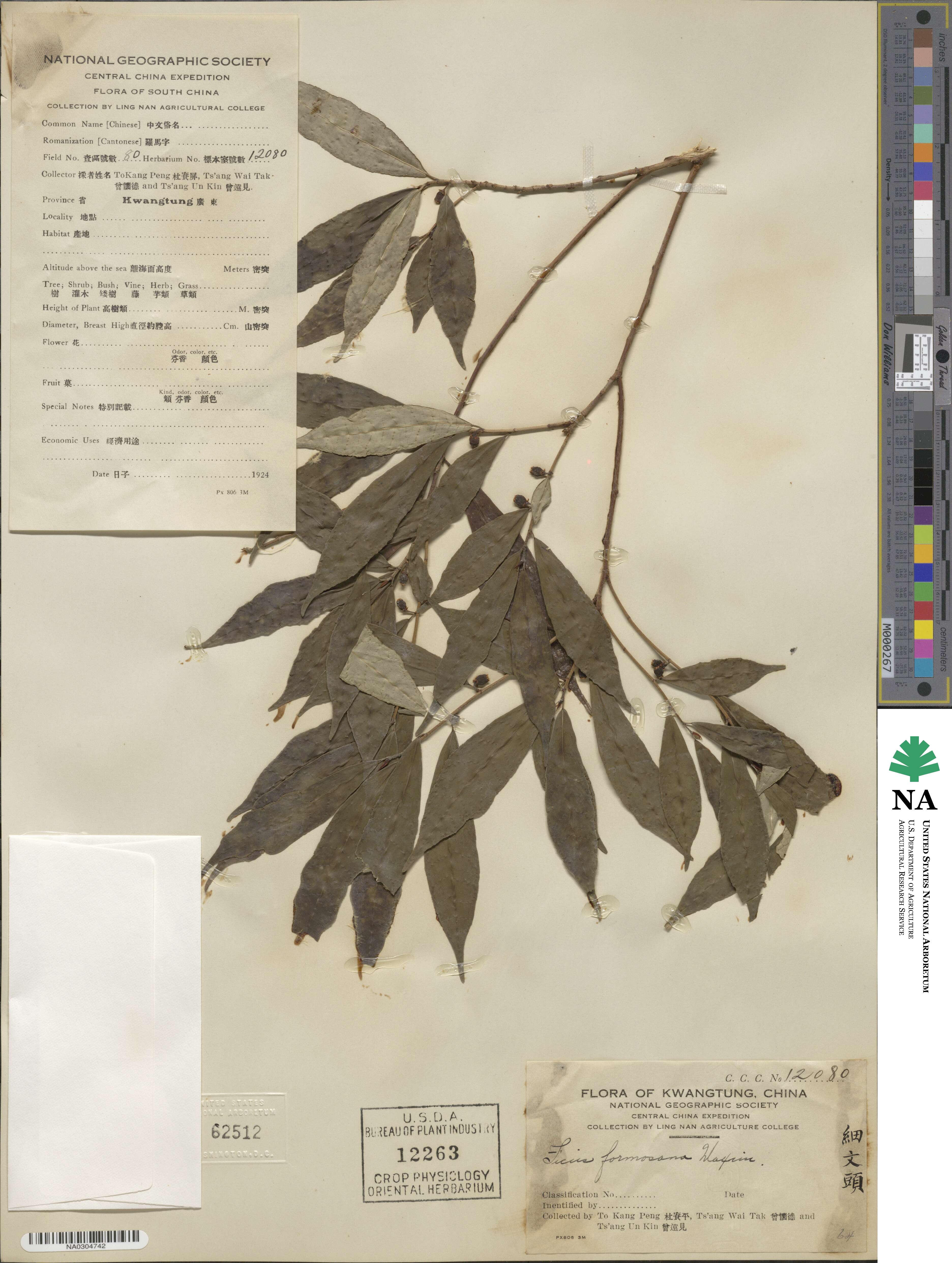Ficus formosana image