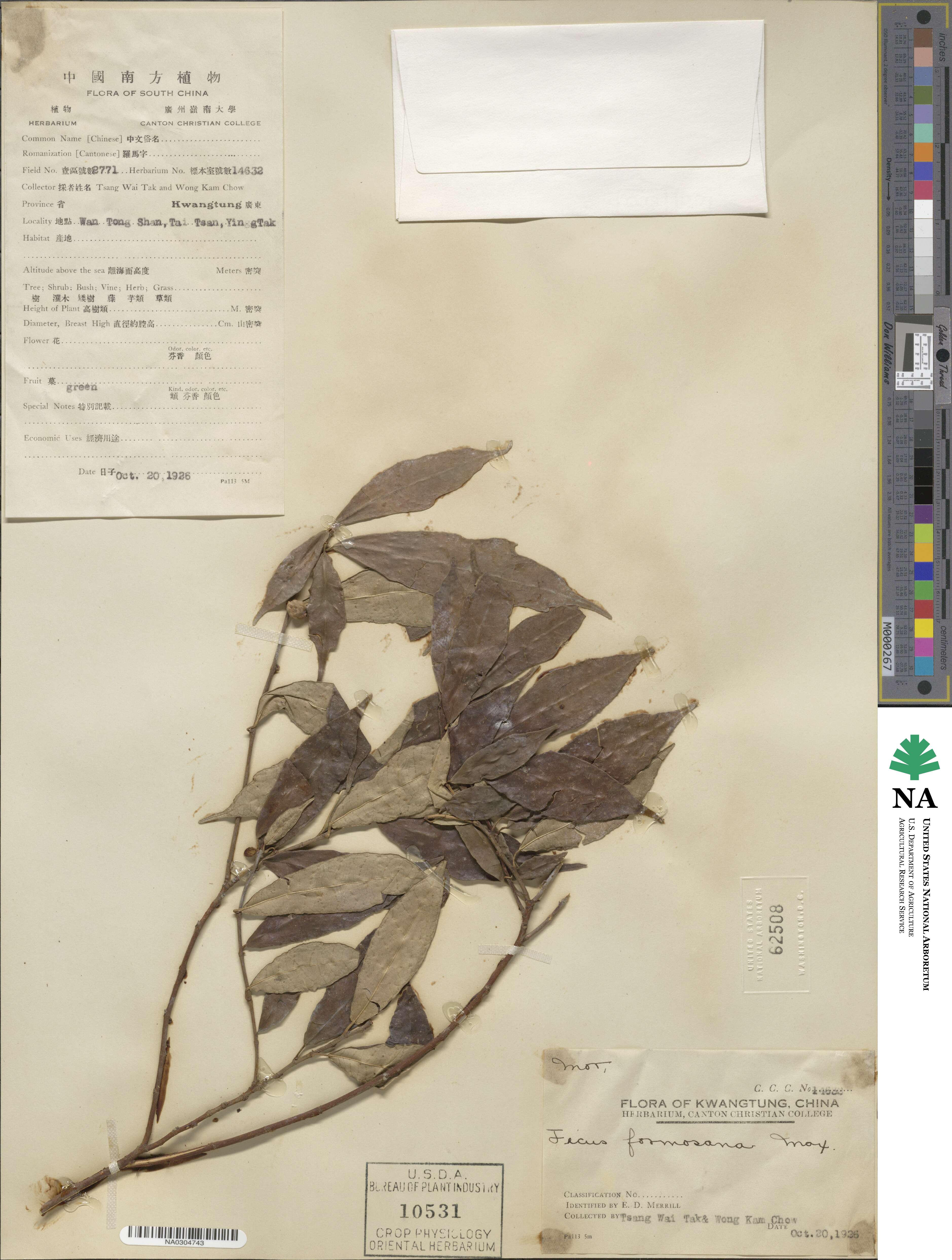 Ficus formosana image