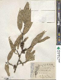 Ficus foveolata image